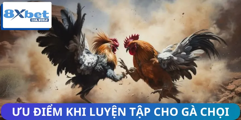 Cách Tập Luyện Cho Gà Chọi Chuẩn Để Gà Chiến Đấu Tốt Hơn 1 Ưu điểm khi thực hiện cách tập luyện cho gà chọi